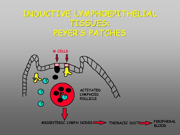 INDUCTIVE LYMPHOEPITHELIAL TISSUES: PEYER’S PATCHES M CELLS B APC T T T B B