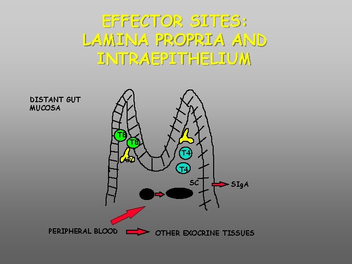 EFFECTOR SITES: LAMINA PROPRIA AND INTRAEPITHELIUM DISTANT GUT MUCOSA T 8 T 4 APC