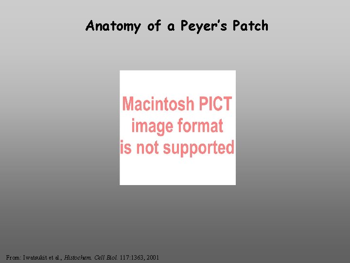Anatomy of a Peyer’s Patch From: Iwatsukit et al. , Histochem. Cell Biol. 117: