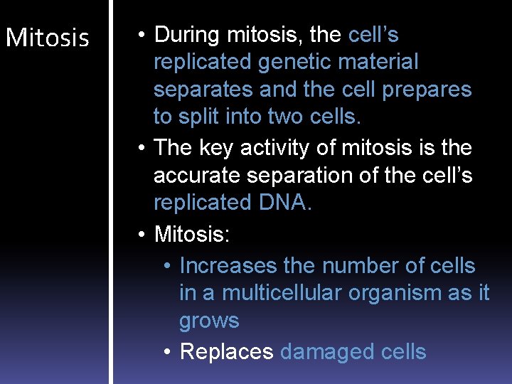 Mitosis • During mitosis, the cell’s replicated genetic material separates and the cell prepares