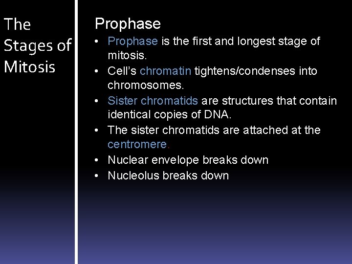 The Stages of Mitosis Prophase • Prophase is the first and longest stage of
