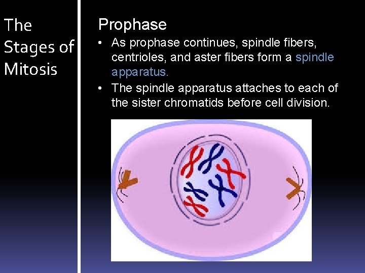 The Stages of Mitosis Prophase • As prophase continues, spindle fibers, centrioles, and aster