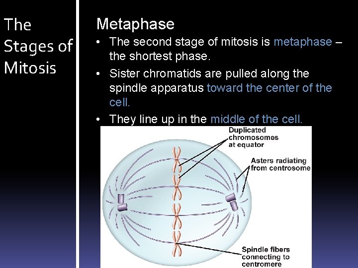 The Stages of Mitosis Metaphase • The second stage of mitosis is metaphase –