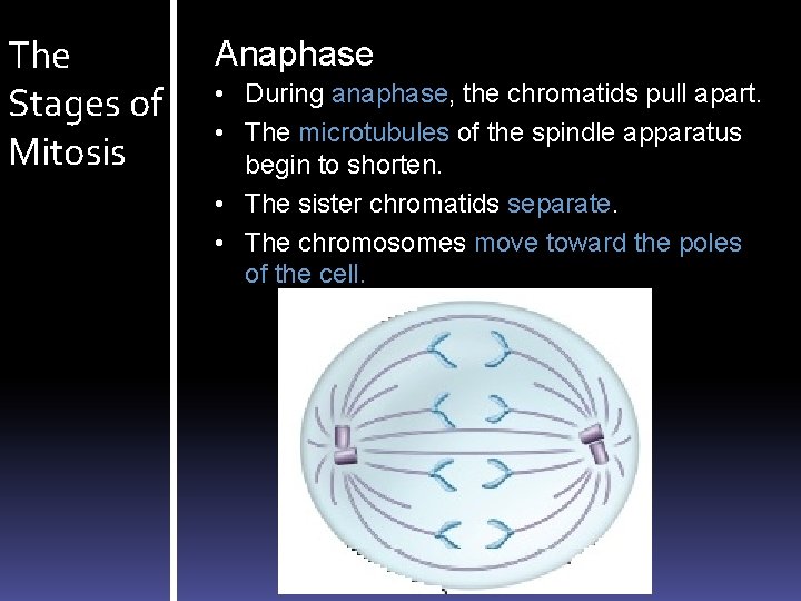 The Stages of Mitosis Anaphase • During anaphase, the chromatids pull apart. • The