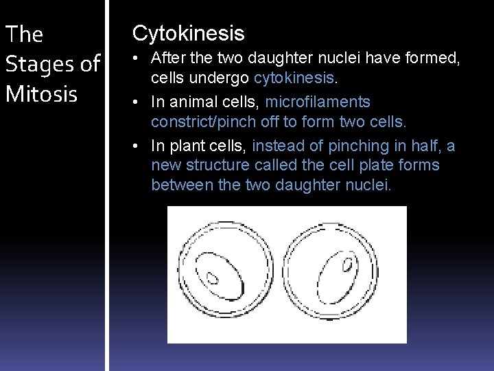 The Stages of Mitosis Cytokinesis • After the two daughter nuclei have formed, cells