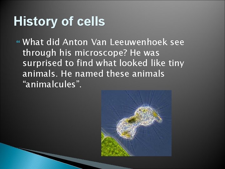 History of cells What did Anton Van Leeuwenhoek see through his microscope? He was