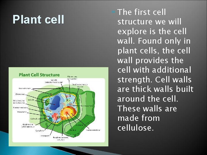 Plant cell The first cell structure we will explore is the cell wall. Found