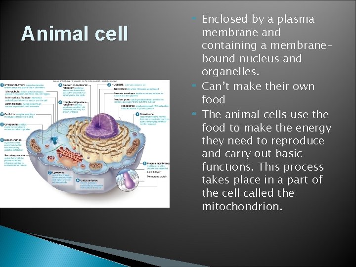 Animal cell Enclosed by a plasma membrane and containing a membranebound nucleus and organelles.