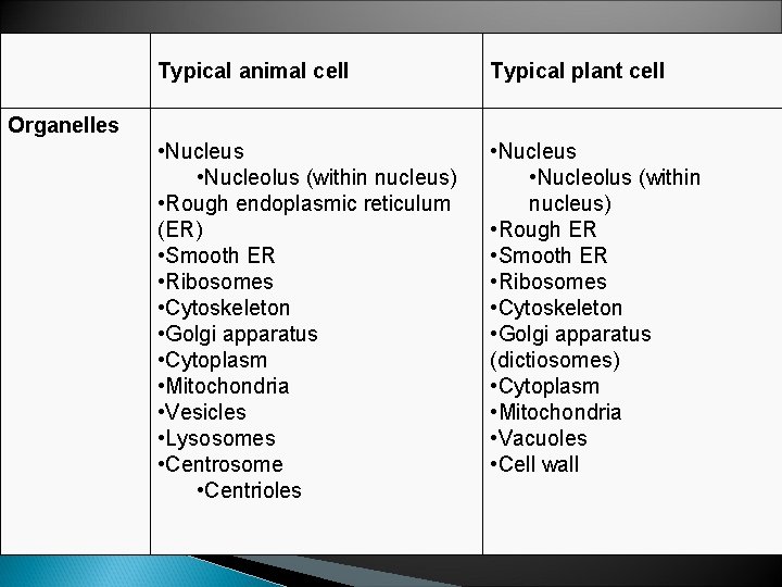 Typical animal cell Typical plant cell • Nucleus • Nucleolus (within nucleus) • Rough