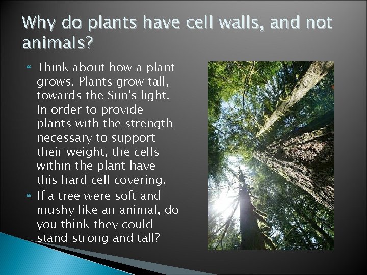 Why do plants have cell walls, and not animals? Think about how a plant