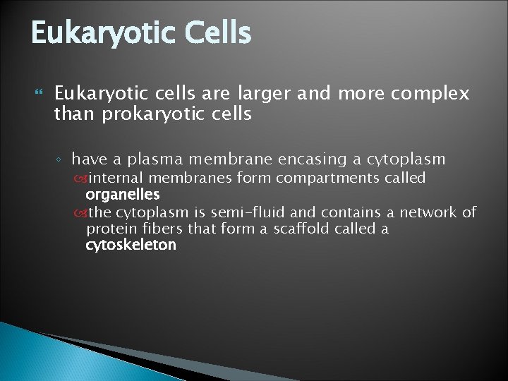 Eukaryotic Cells Eukaryotic cells are larger and more complex than prokaryotic cells ◦ have