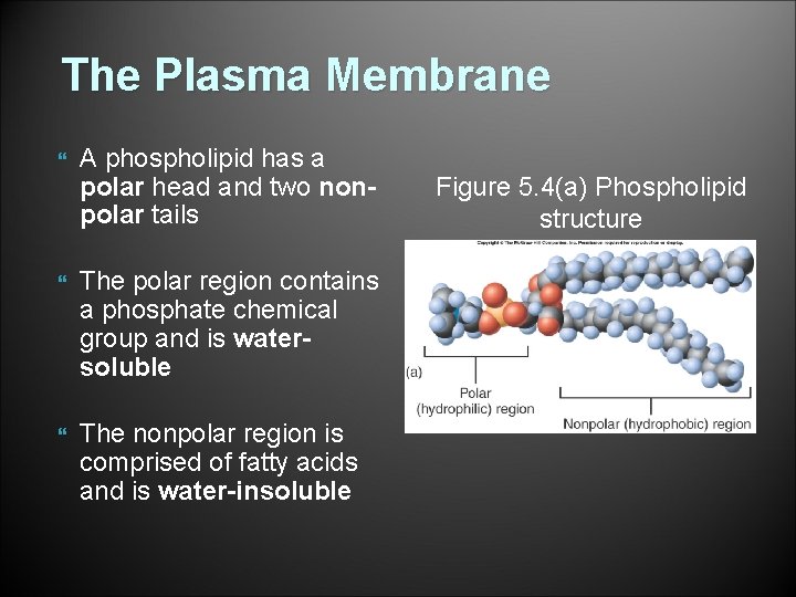 The Plasma Membrane A phospholipid has a polar head and two nonpolar tails The
