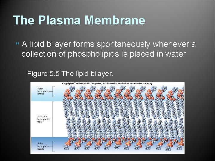 The Plasma Membrane A lipid bilayer forms spontaneously whenever a collection of phospholipids is