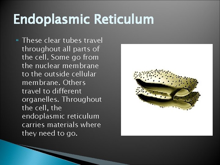Endoplasmic Reticulum These clear tubes travel throughout all parts of the cell. Some go