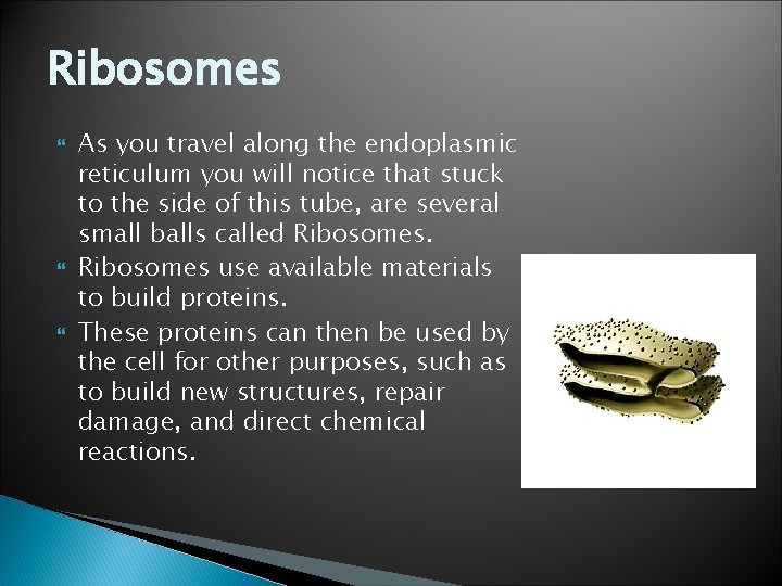 Ribosomes As you travel along the endoplasmic reticulum you will notice that stuck to