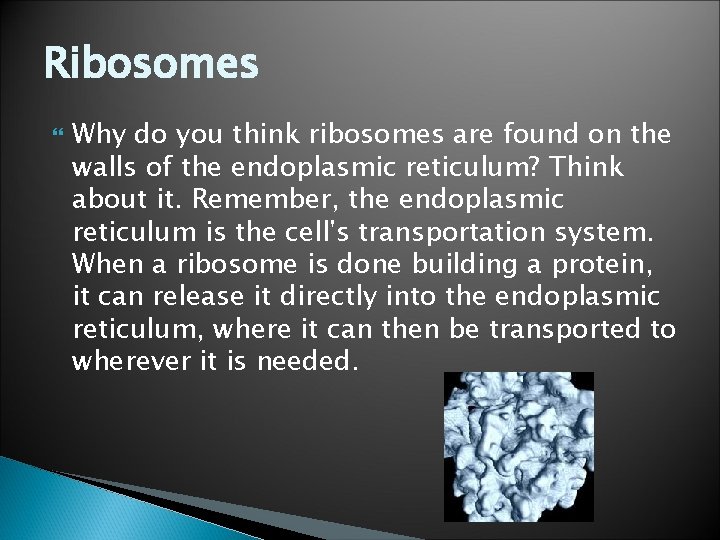 Ribosomes Why do you think ribosomes are found on the walls of the endoplasmic