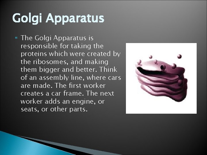 Golgi Apparatus The Golgi Apparatus is responsible for taking the proteins which were created