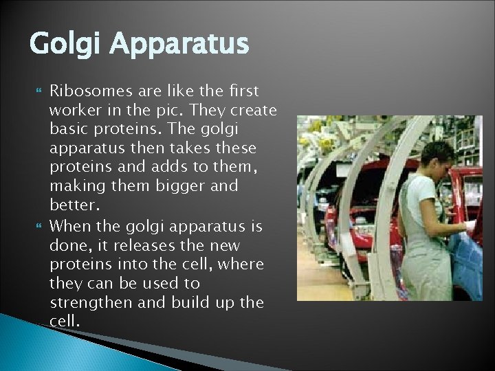 Golgi Apparatus Ribosomes are like the first worker in the pic. They create basic