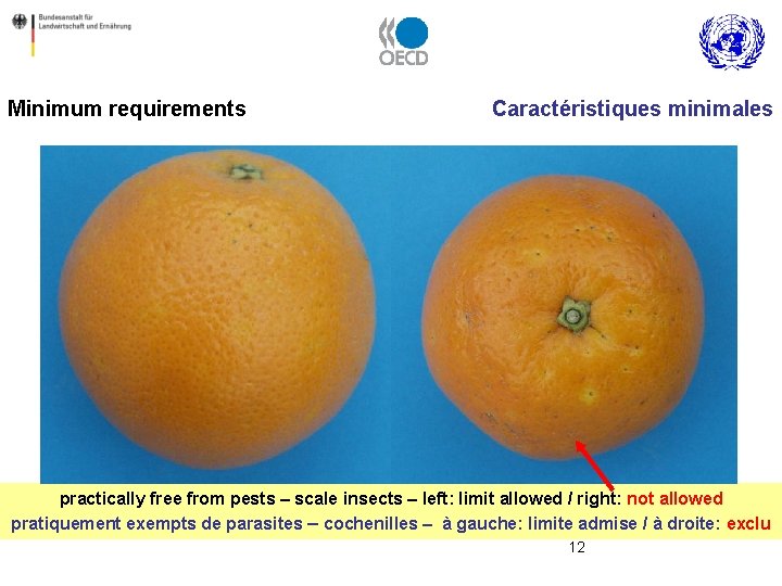 Minimum requirements Caractéristiques minimales practically free from pests – scale insects – left: limit