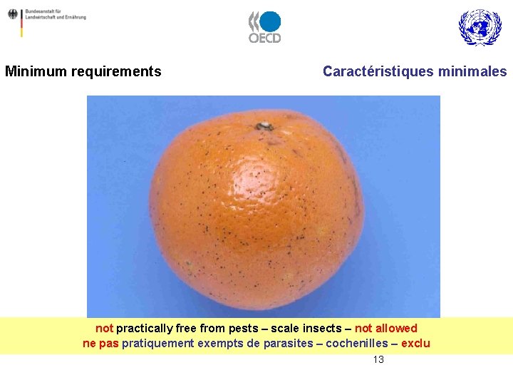 Minimum requirements Caractéristiques minimales not practically free from pests – scale insects – not