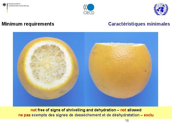 Minimum requirements Caractéristiques minimales not free of signs of shrivelling and dehydration – not