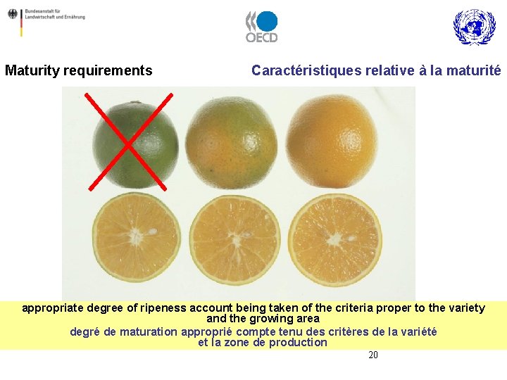 Maturity requirements Caractéristiques relative à la maturité appropriate degree of ripeness account being taken