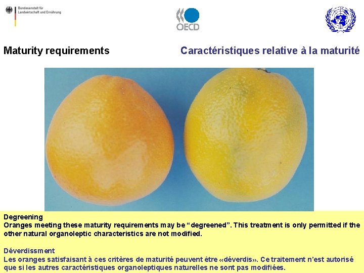 Maturity requirements Caractéristiques relative à la maturité Degreening Oranges meeting these maturity requirements may