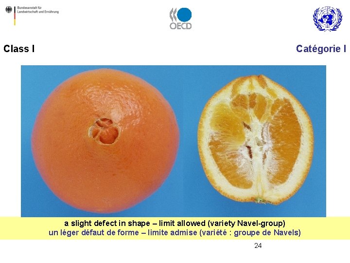 Class I Catégorie I a slight defect in shape – limit allowed (variety Navel-group)