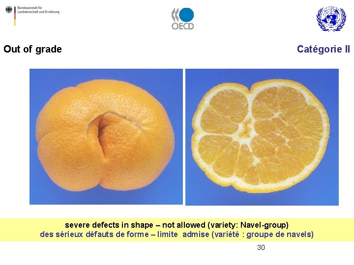 Out of grade Catégorie II severe defects in shape – not allowed (variety: Navel-group)