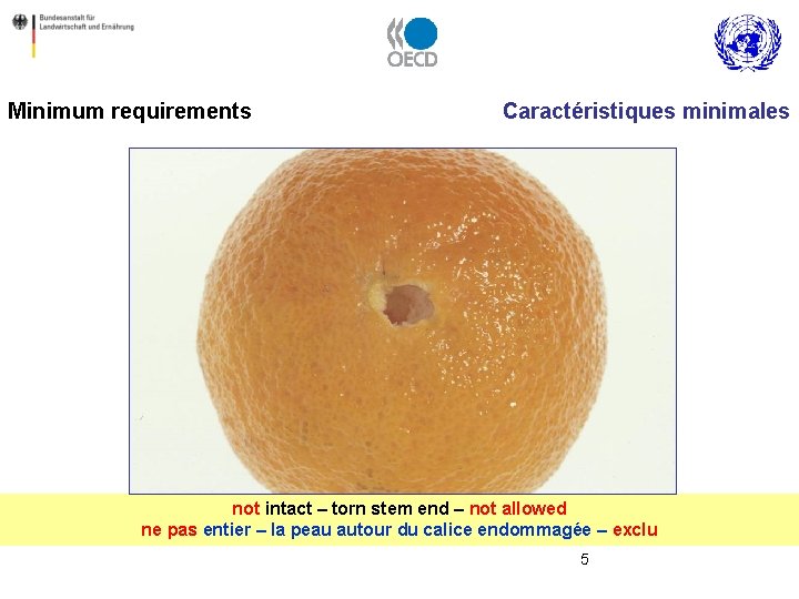 Minimum requirements Caractéristiques minimales not intact – torn stem end – not allowed ne