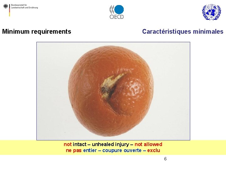 Minimum requirements Caractéristiques minimales not intact – unhealed injury – not allowed ne pas