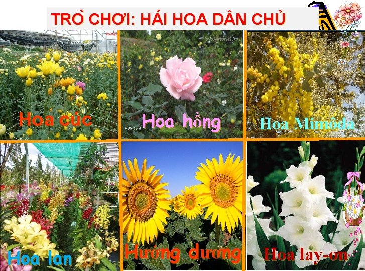 TRO CHƠI: HÁI HOA D N CHỦ Hoa cúc Hoa lan Hoa hồng Hoa