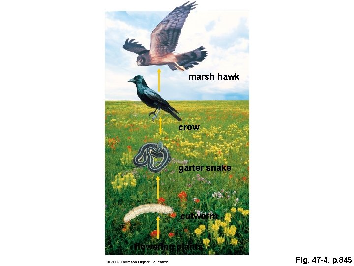 marsh hawk crow garter snake cutworm flowering plants Fig. 47 -4, p. 845 