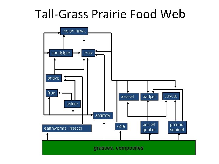 Tall-Grass Prairie Food Web marsh hawk sandpiper crow snake frog weasel badger coyote spider