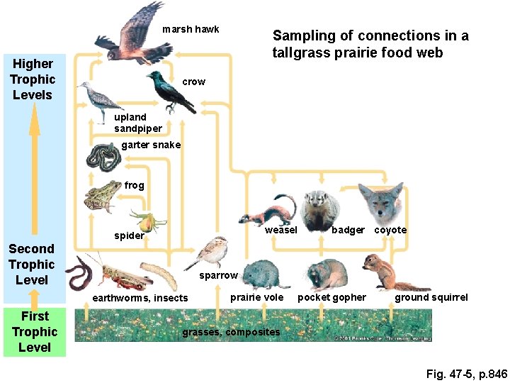marsh hawk Higher Trophic Levels Sampling of connections in a tallgrass prairie food web