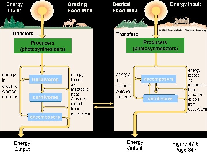Energy Input: Grazing Food Web Detrital Food Web Energy Input: Two Types of Food