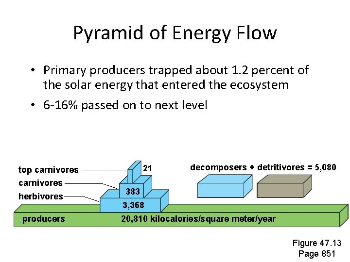 Pyramid of Energy Flow • Primary producers trapped about 1. 2 percent of the