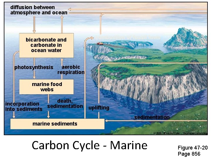 diffusion between atmosphere and ocean bicarbonate and carbonate in ocean water photosynthesis combustion of