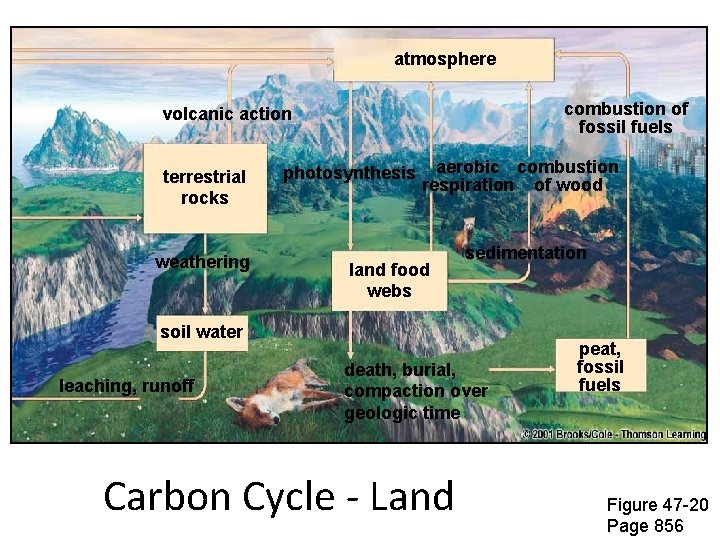 atmosphere combustion of fossil fuels volcanic action terrestrial rocks weathering photosynthesis aerobic combustion respiration