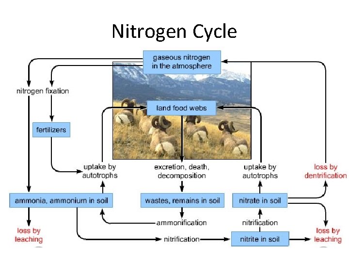 Nitrogen Cycle Nitrogen cycle 