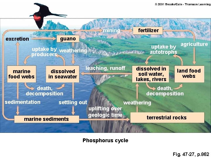mining fertilizer guano excretion uptake by autotrophs uptake by weathering producers marine food webs