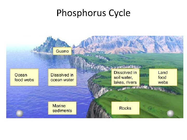 Phosphorus Cycle Phosphorus cycle 