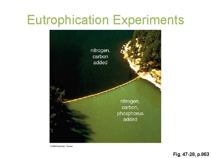 Eutrophication Experiments Fig. 47 -28, p. 863 