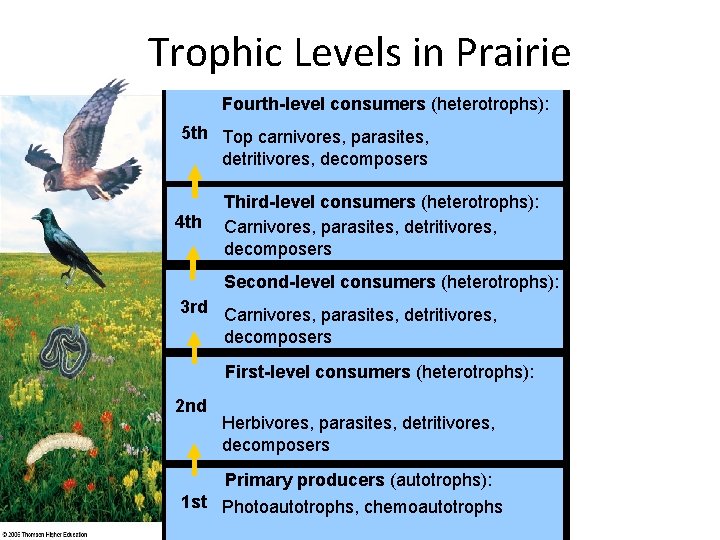 Trophic Levels in Prairie Fourth-level consumers (heterotrophs): 5 th Top carnivores, parasites, detritivores, decomposers