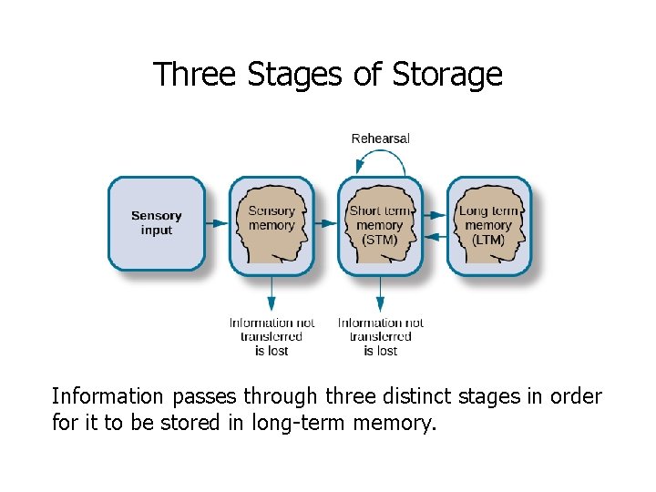 Three Stages of Storage Information passes through three distinct stages in order for it