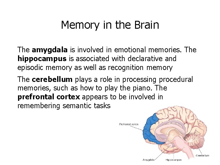 Memory in the Brain The amygdala is involved in emotional memories. The hippocampus is