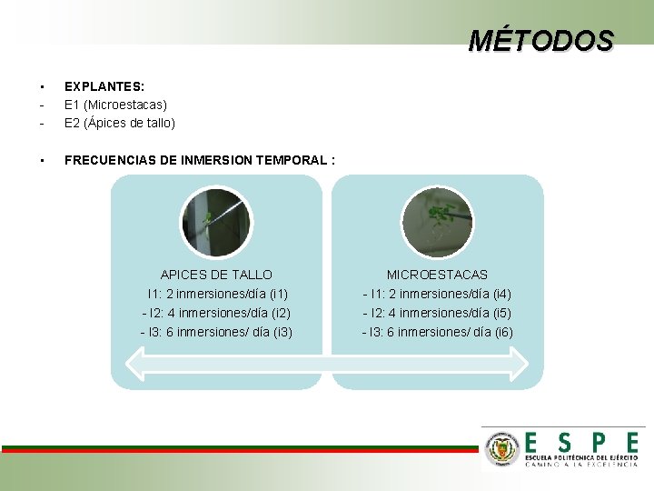 MÉTODOS • - EXPLANTES: E 1 (Microestacas) E 2 (Ápices de tallo) • FRECUENCIAS