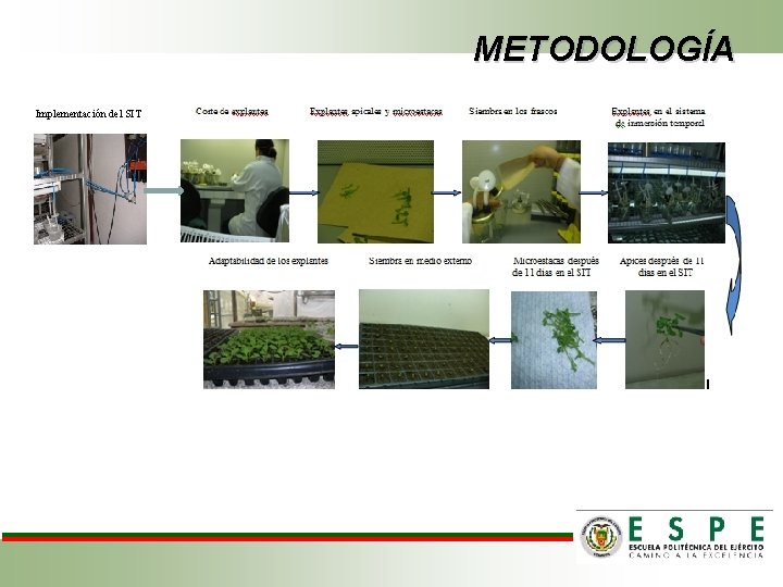 METODOLOGÍA Implementación del SIT 