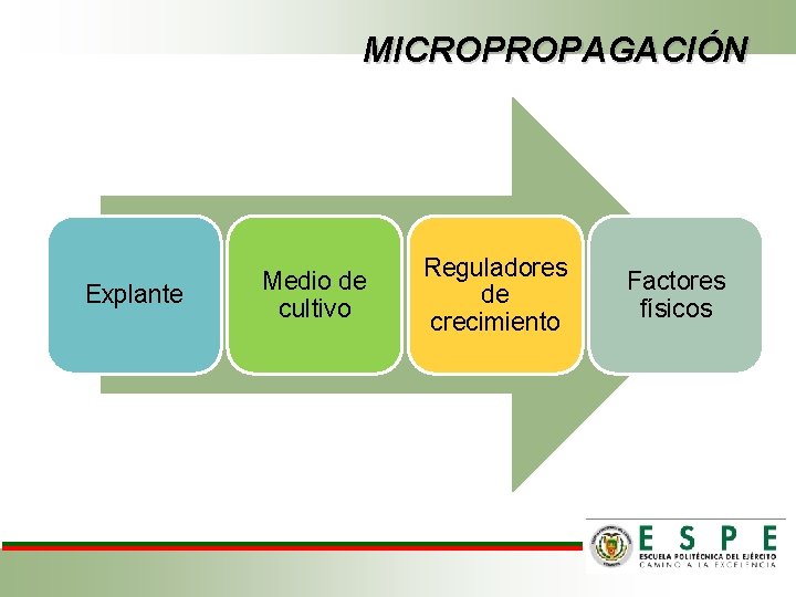 MICROPROPAGACIÓN Explante Medio de cultivo Reguladores de crecimiento Factores físicos 