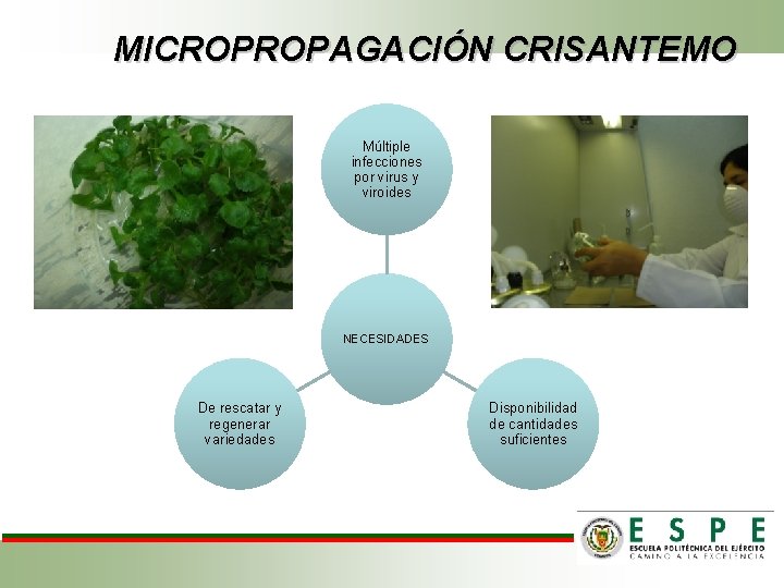 MICROPROPAGACIÓN CRISANTEMO Múltiple infecciones por virus y viroides NECESIDADES De rescatar y regenerar variedades